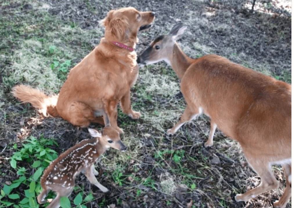 Golden retriever and a deer have been friends for more than a decade