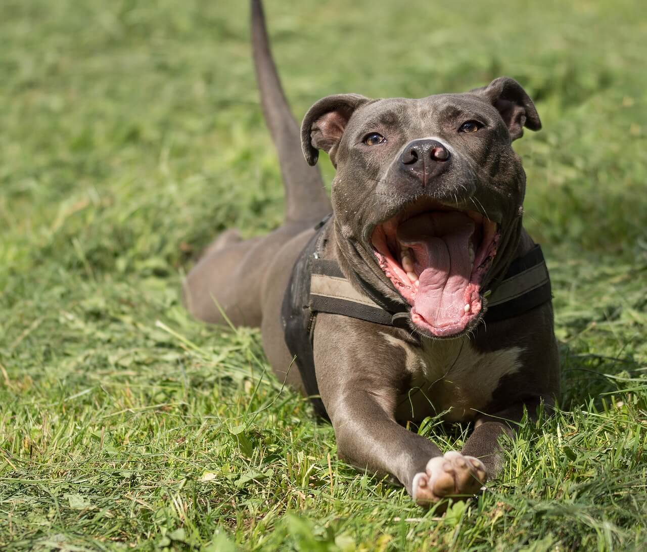 Brown Staffy ate chocolate