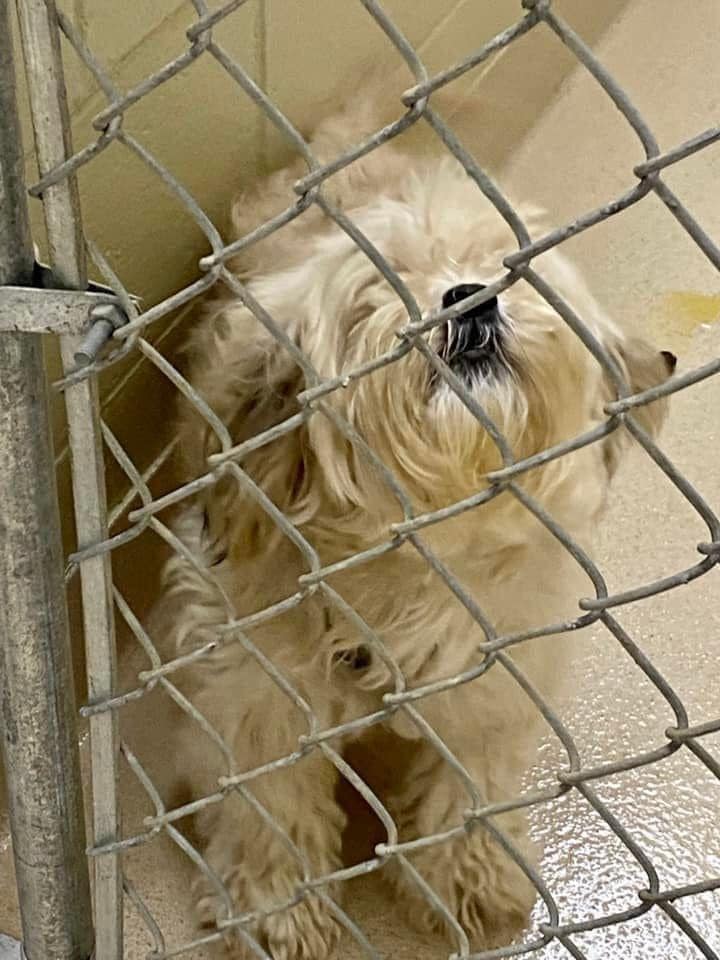 Owner moved and left ‘Brownie Mae’ behind and because she barked relative told shelter to put her to sleep