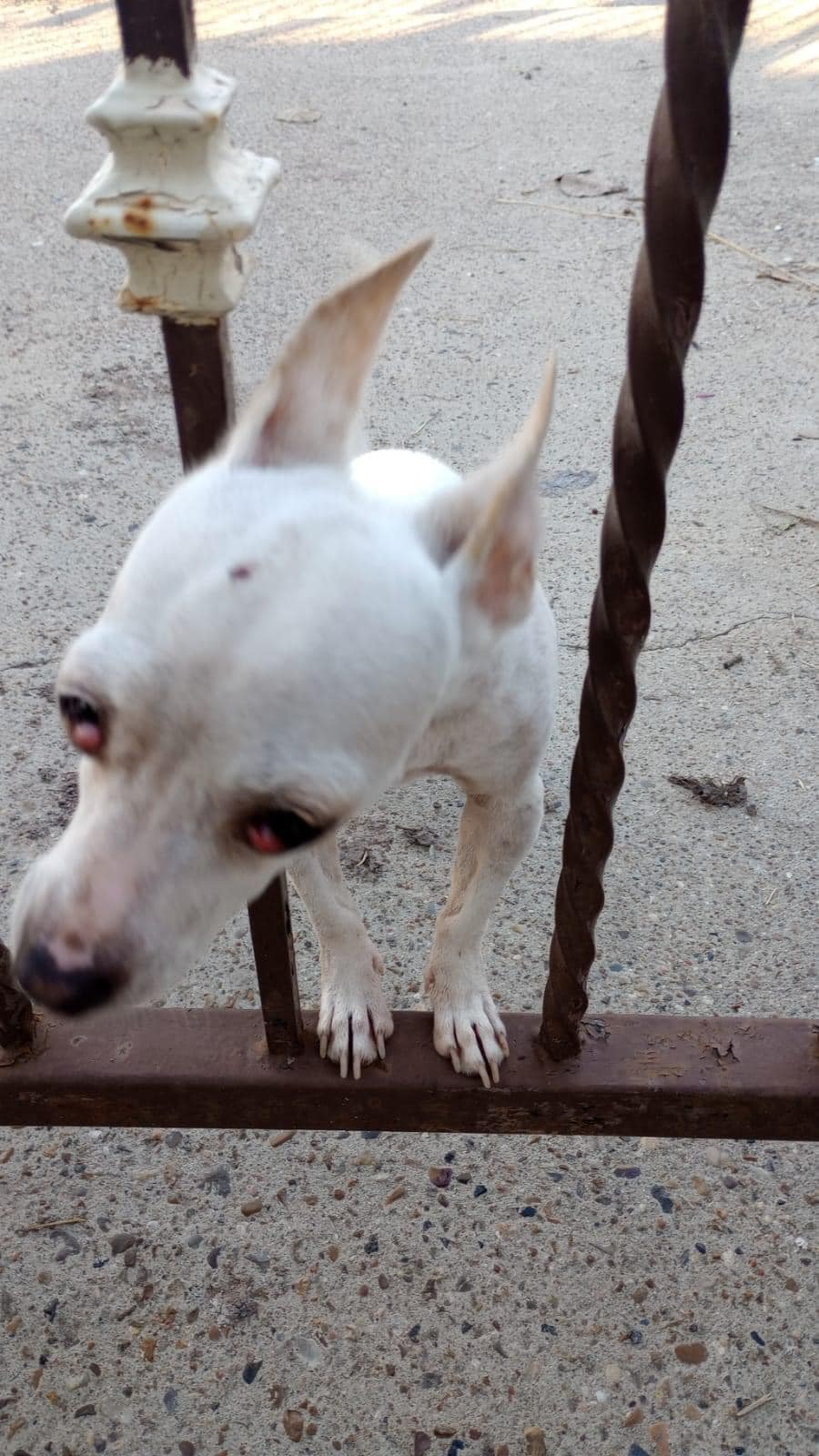 Owner died and kids threw pup out on streets to be homeless and emaciated