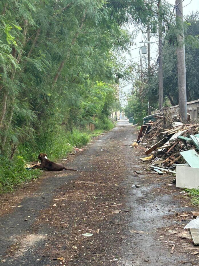 Heartbreaking update on abandoned dog in Brownsville left in trash heap