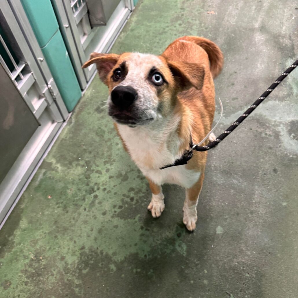 bruce-a1868816-1-1030x1030-1