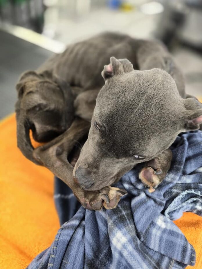 Sweetest 6 month old malnourished puppy found wandering the streets continues to fight for life