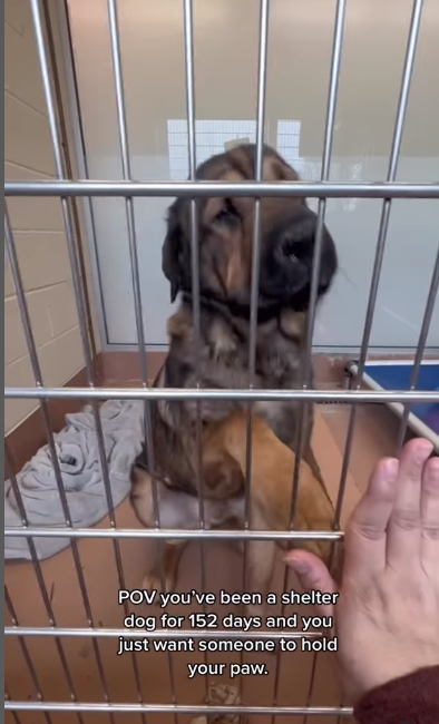 Shelter dog reached out to volunteer with his paw and just broke her heart