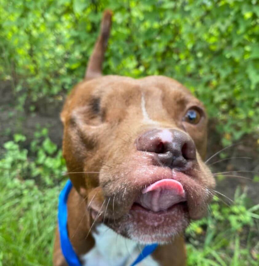 There was little hope for Bruno to find the home he deserved, but then his miracle happened 215 days later