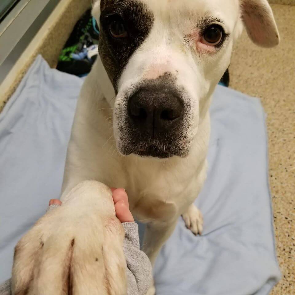 No one is waiting to adopt Bruno an all around great dog