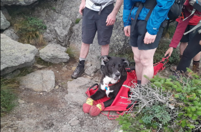 Awesome rescuers carry dog with cut up paws down mountain for 16 hours