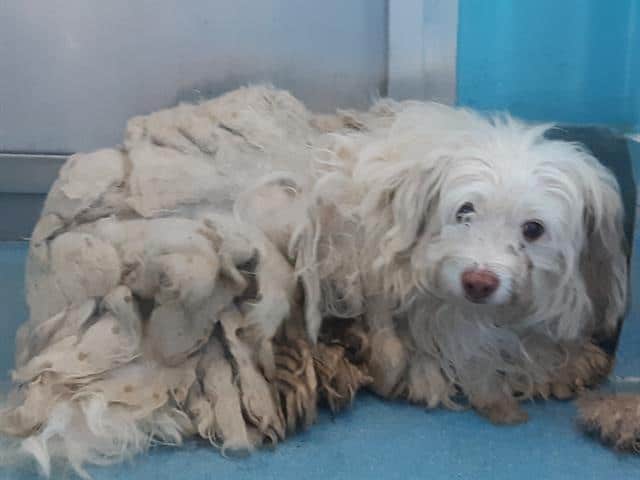 Shame on owner who let this dog be so neglected: Rescue needed from shelter