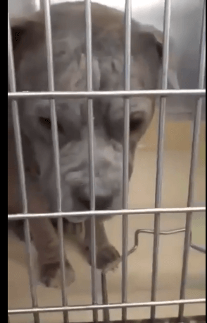 brutus-miami-dade-1