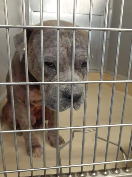 Young dog’s plight is just breaking our hearts and no one wants to help him