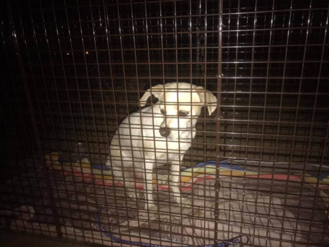 Microchipped dog who ran away after head-on collision found