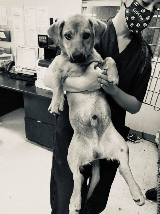 Heartbreaking update on paralyzed puppy struck by vehicle and left to die