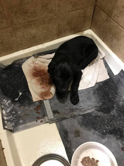 Bubba the black lab