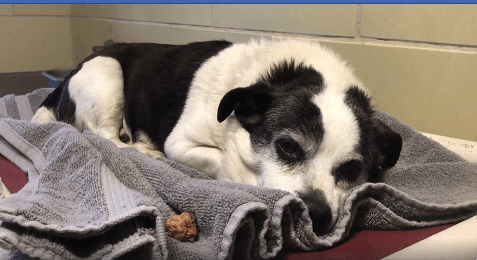 Adopted and returned to high kill shelter because ‘Bubby’ has been coughing