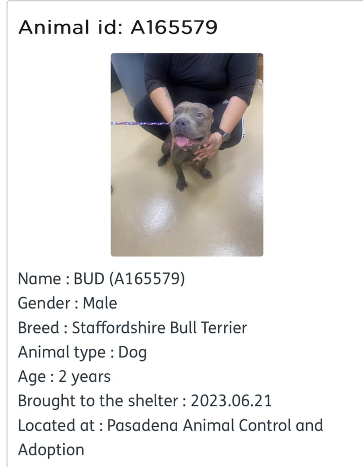 bud-and-tiny-1