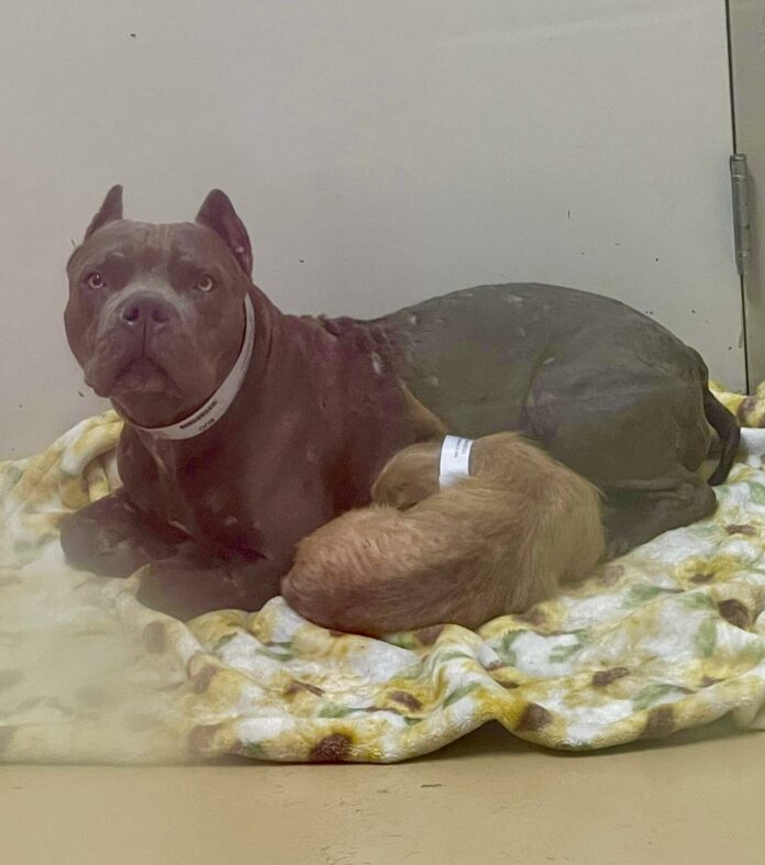 Best friends surrendered to Texas shelter and one is likely not to be adopted