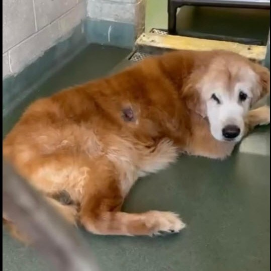 16-year-old golden retriever set to be euthanized at Miami shelter for nipping gets second chance