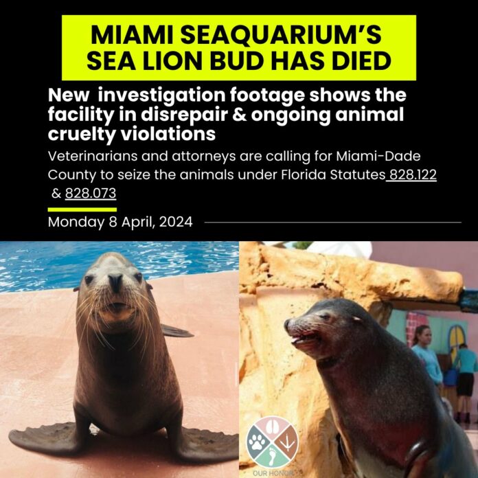 Embattled Florida Seaquarium criticized for keeping orcas in captivity euth’ed 20 year old sea lion Bud