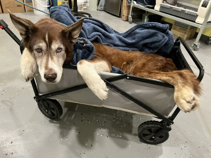 Senior dog discovered wrapped in blanket unable to move in Urbandale front yard