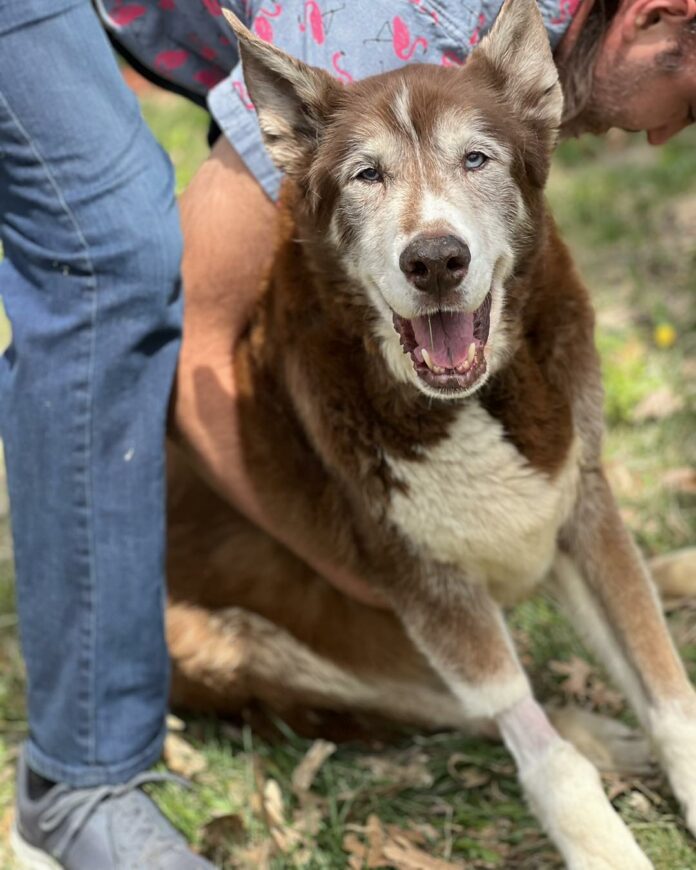 UPDATE: Senior dog found wrapped in blanket unable to move making remarkable progress