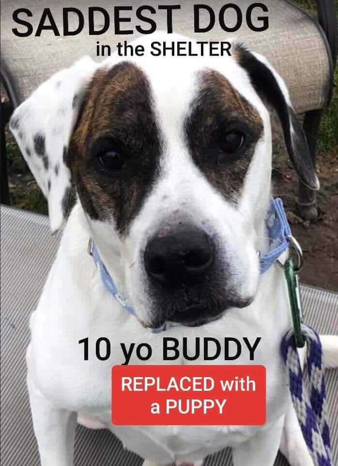 After 9 years, Buddy replaced by puppy: Saddest shelter dog