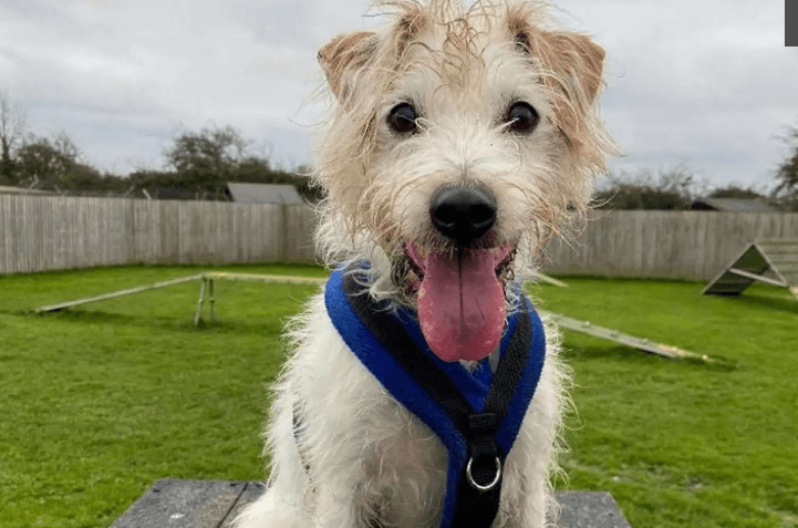 Happy day for dog who spent 500 days waiting for a new home after former owner ordered him euthanized