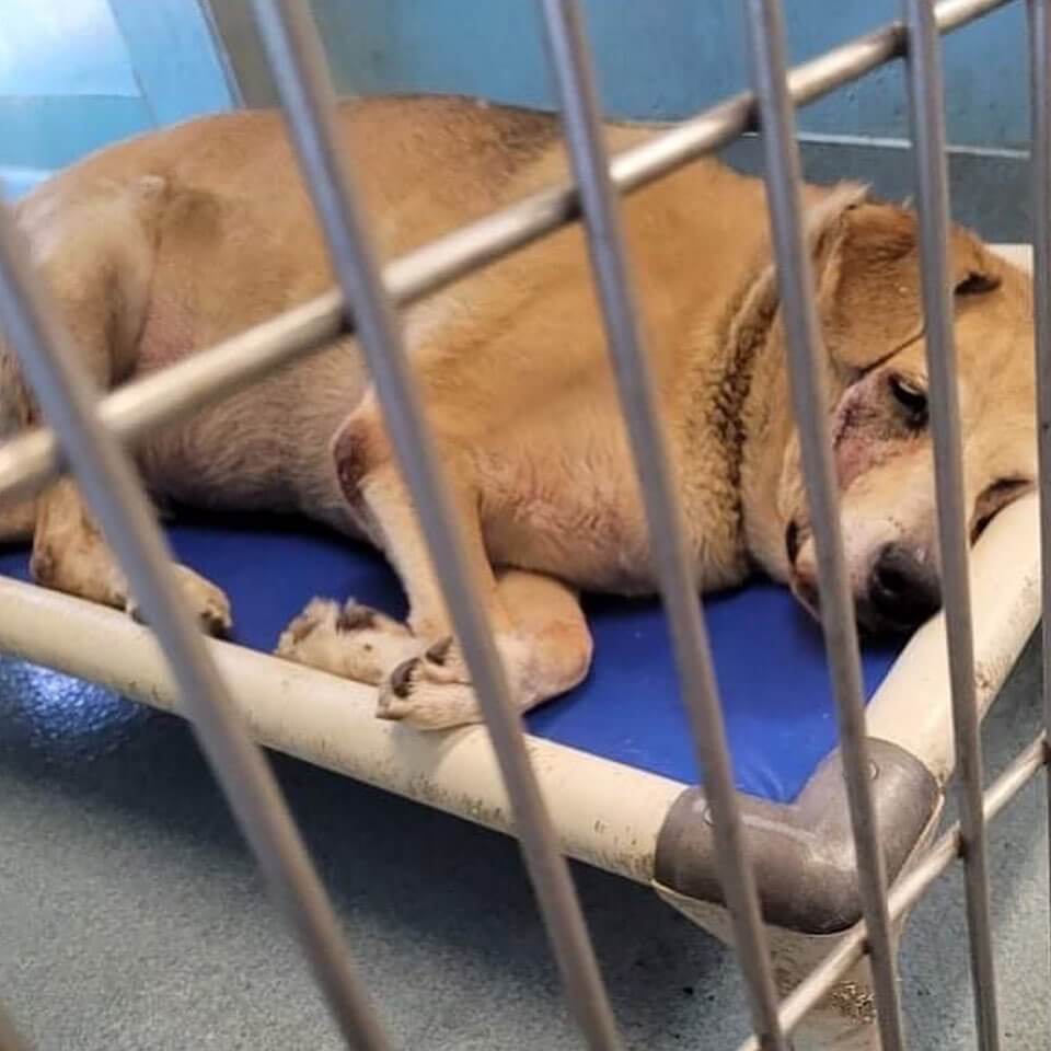 Urgent help needed: Sorrowful story of senior dog surrendered to shelter and too sad to even move