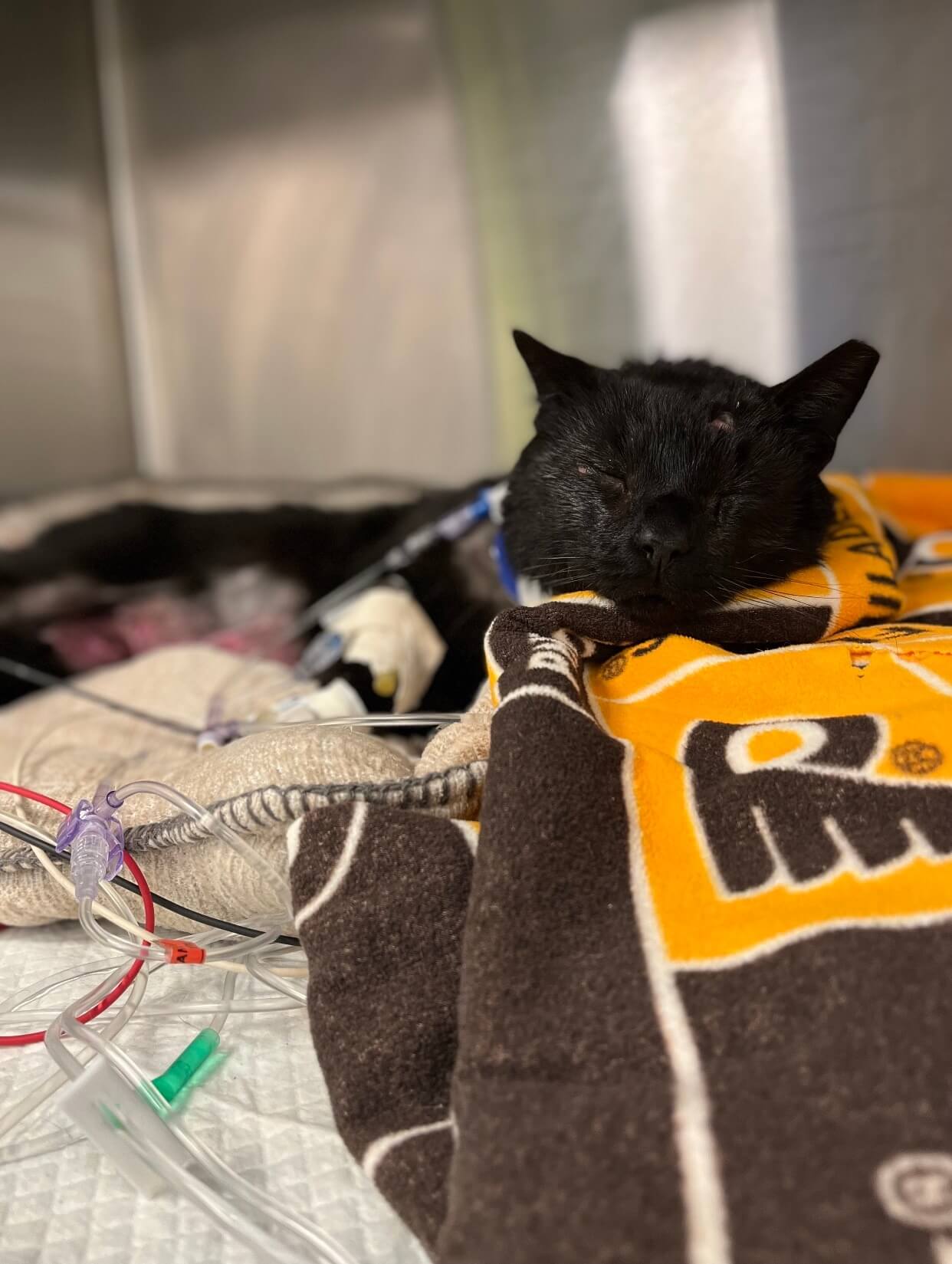 Pennsylvania SPCA asking public to help find 2 men encouraging dogs to brutally attack neighbor’s cat