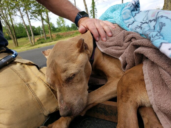 15-year-old dog rescued from storm drain close to death recovering but still looking for home to be loved