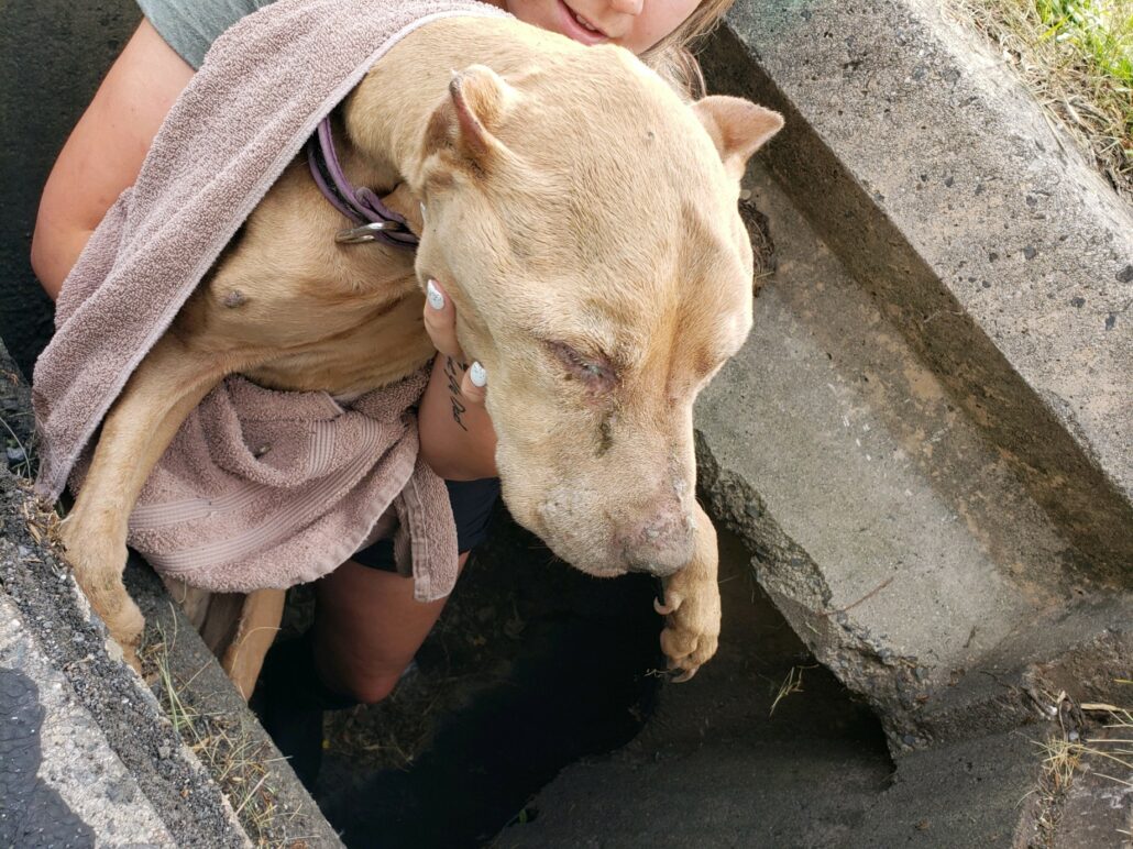 buddy-drain-4-1030x772-1
