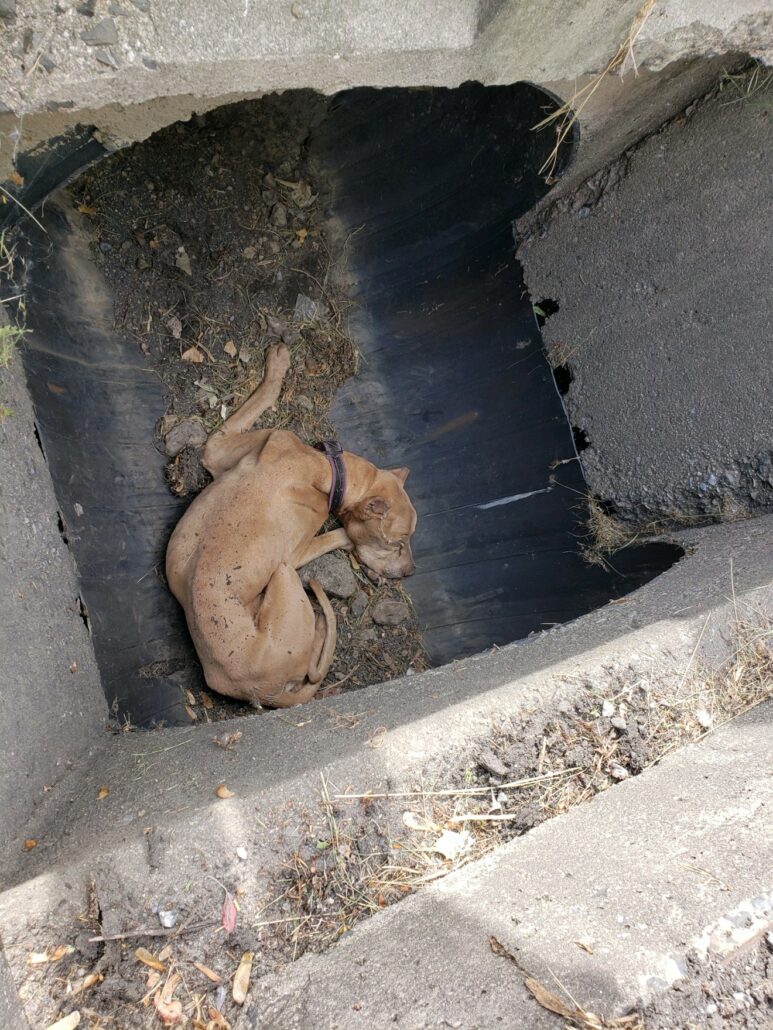 buddy-drain-773x1030-1