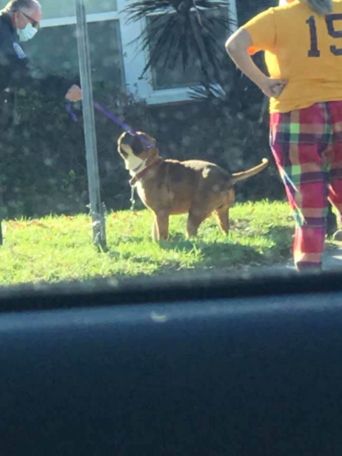 Abandoned dog whose vocal chords cut tied to a pole and left to die