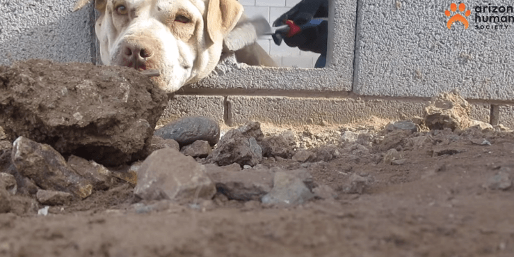 buddy-head-stuck-2
