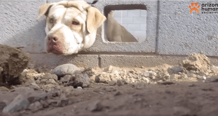 Life was the pits for this pit bull after he got stuck when he wedged his head through a cinder-block hole