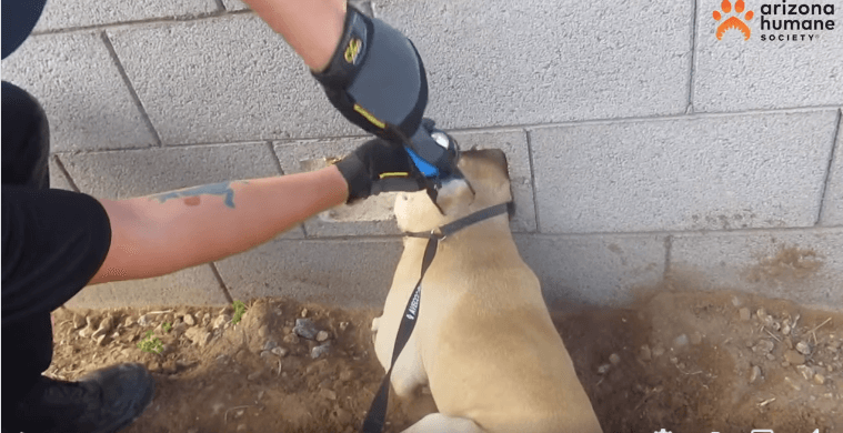buddy-head-stuck1