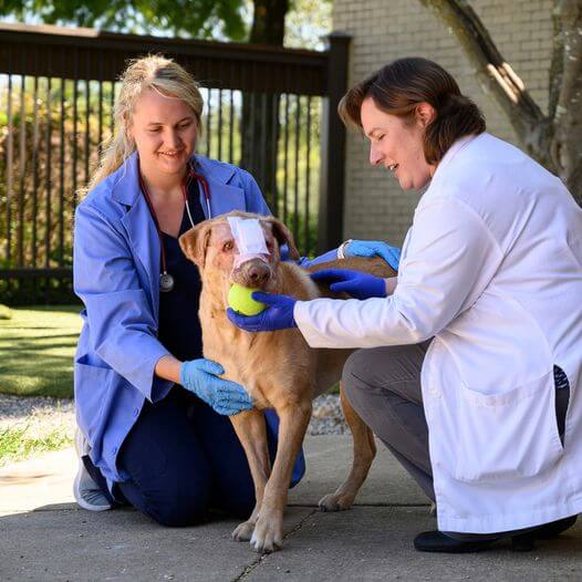 Dog ‘Buddy’ intentionally set on fire by child makes miraculous recovery soon to be looking for his fairytale home