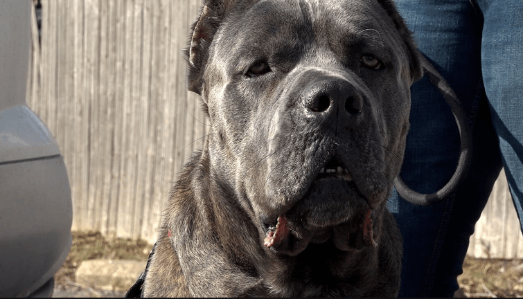 Two-year-old Cane Corso missing for more than a year reunited with his family