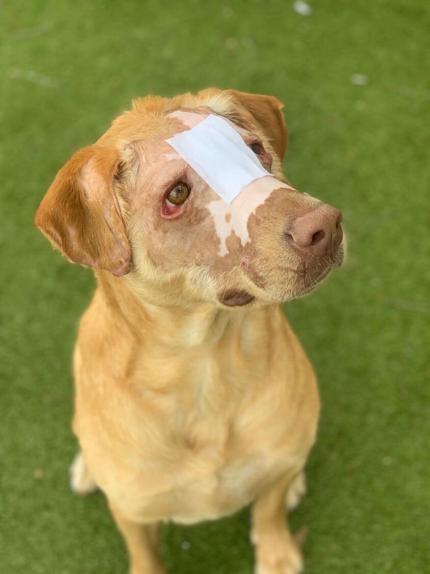 Dog ‘Buddy’ intentionally set on fire by child makes miraculous recovery but still no perfect home as the search continues