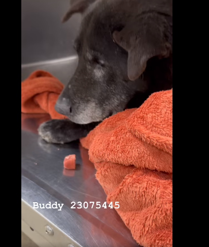 Buddy old 1