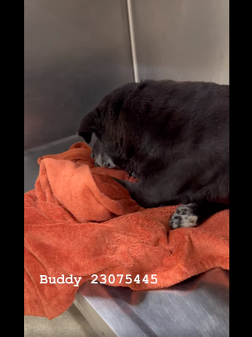 buddy-old