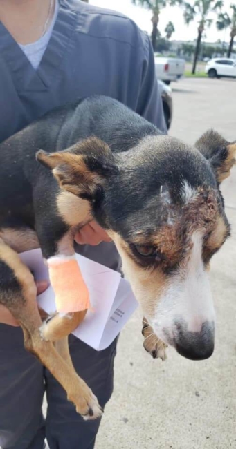 Update: Dog left in 100 degree heat to fend for himself clinging to life