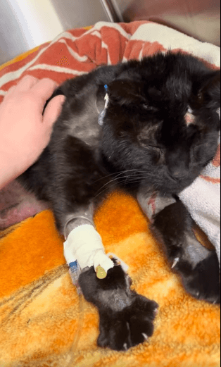 Two juveniles taken into custody following vicious attack on Buddy the cat