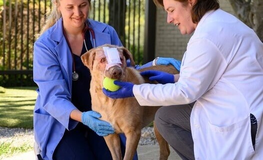 buddy-the-dog-adopt