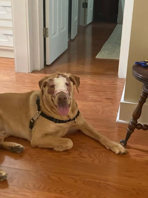 Dog ‘Buddy’ intentionally set on fire by child makes miraculous recovery and now ready to be adopted