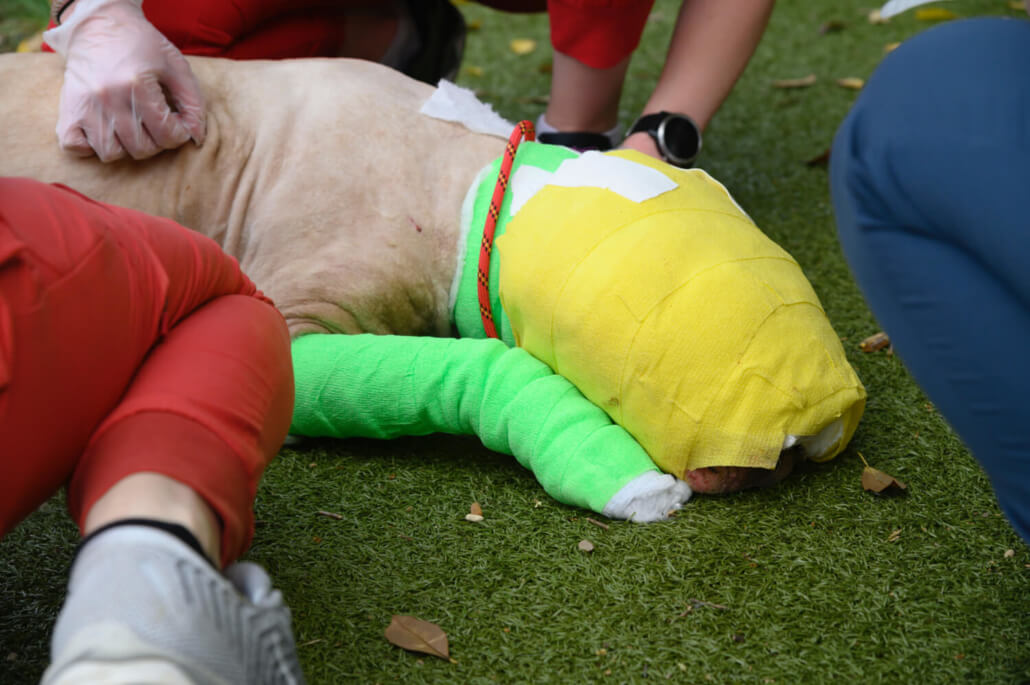 buddy-the-dog-adopt5-1030x685-1