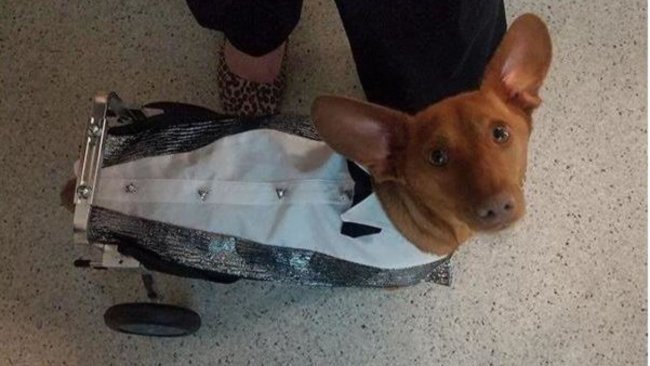 buddy the dog in wheelchair