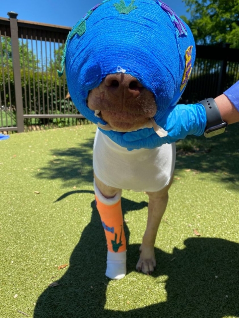 Forward progress for dog intentionally set on fire and a BIG surprise for Buddy