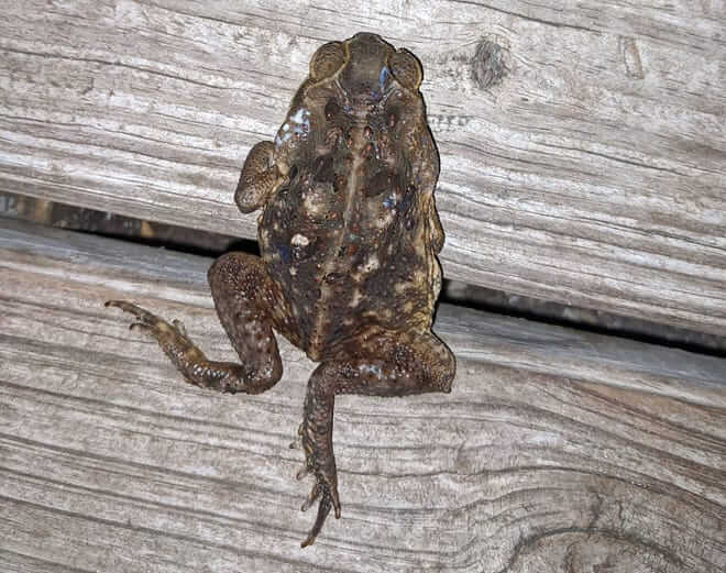 Invasive species bufo toads are toxic and can kill pets