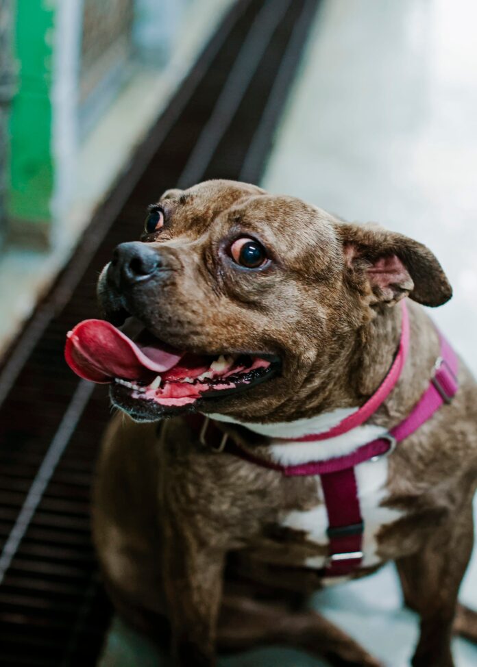 More than 3 million views at Niagara Falls shelter for Bugsby and still no home