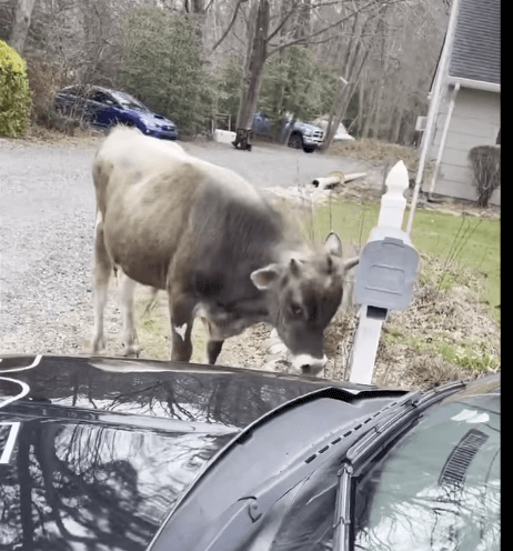 One-year-old bull and pals escaped from their pen rescued by Stafford police officer